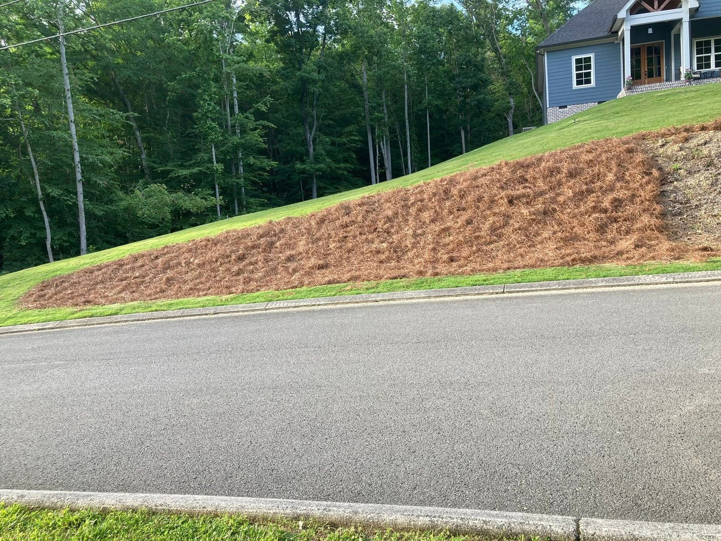 Pine Straw