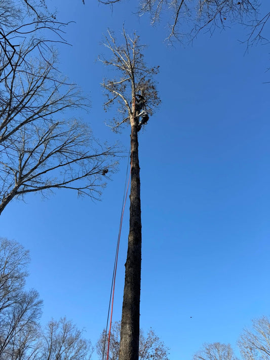 Tree Trimming